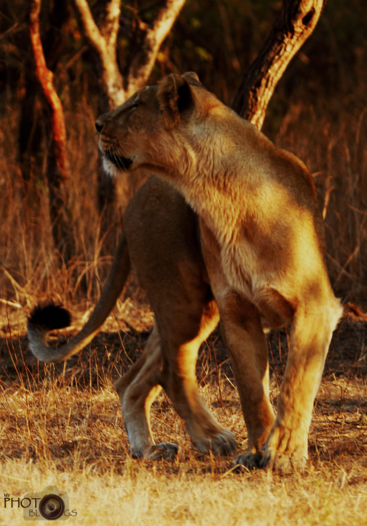 Asiatic Lioness Gir National Park