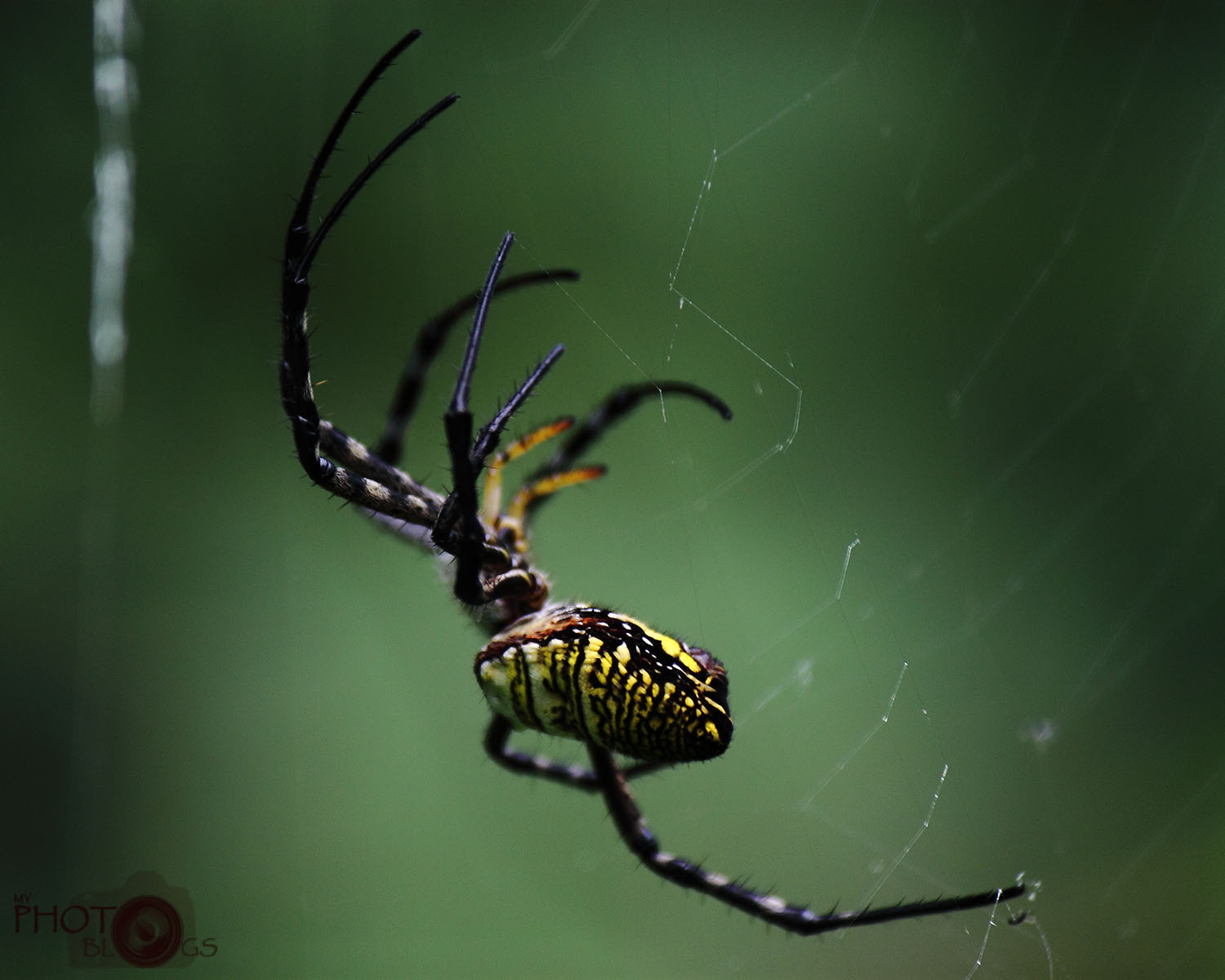 Black & Yellow Garden Spider