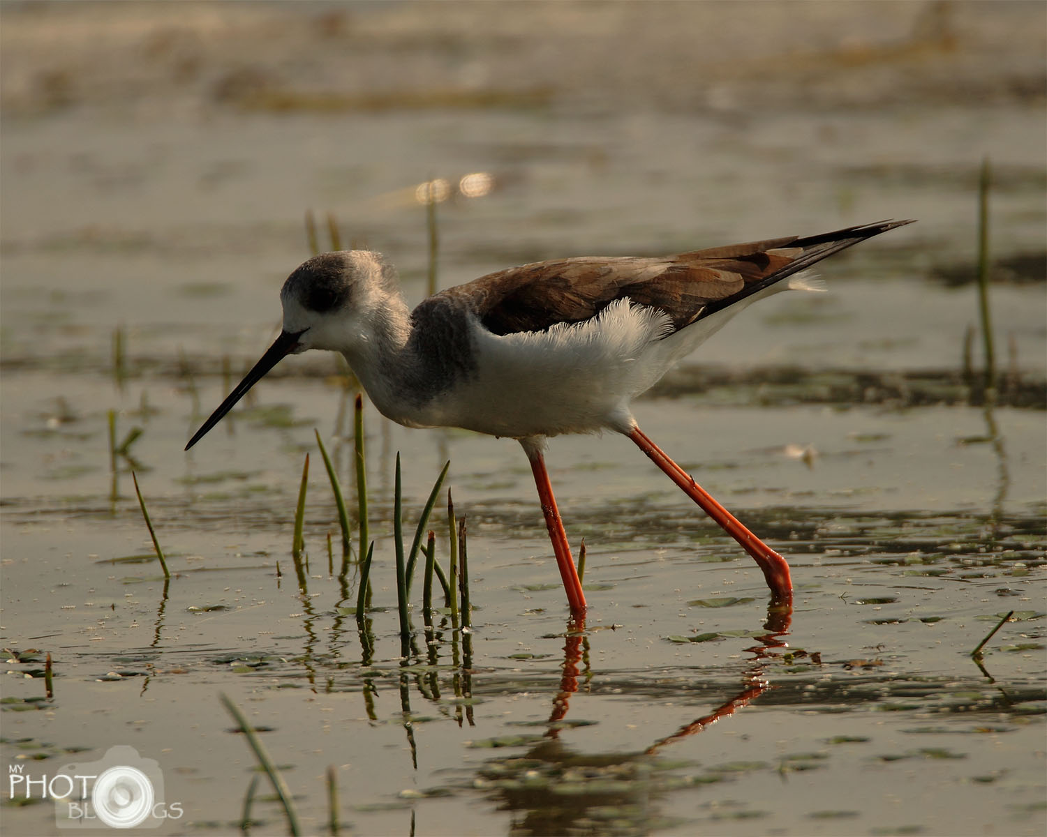 Black-winged Stilt