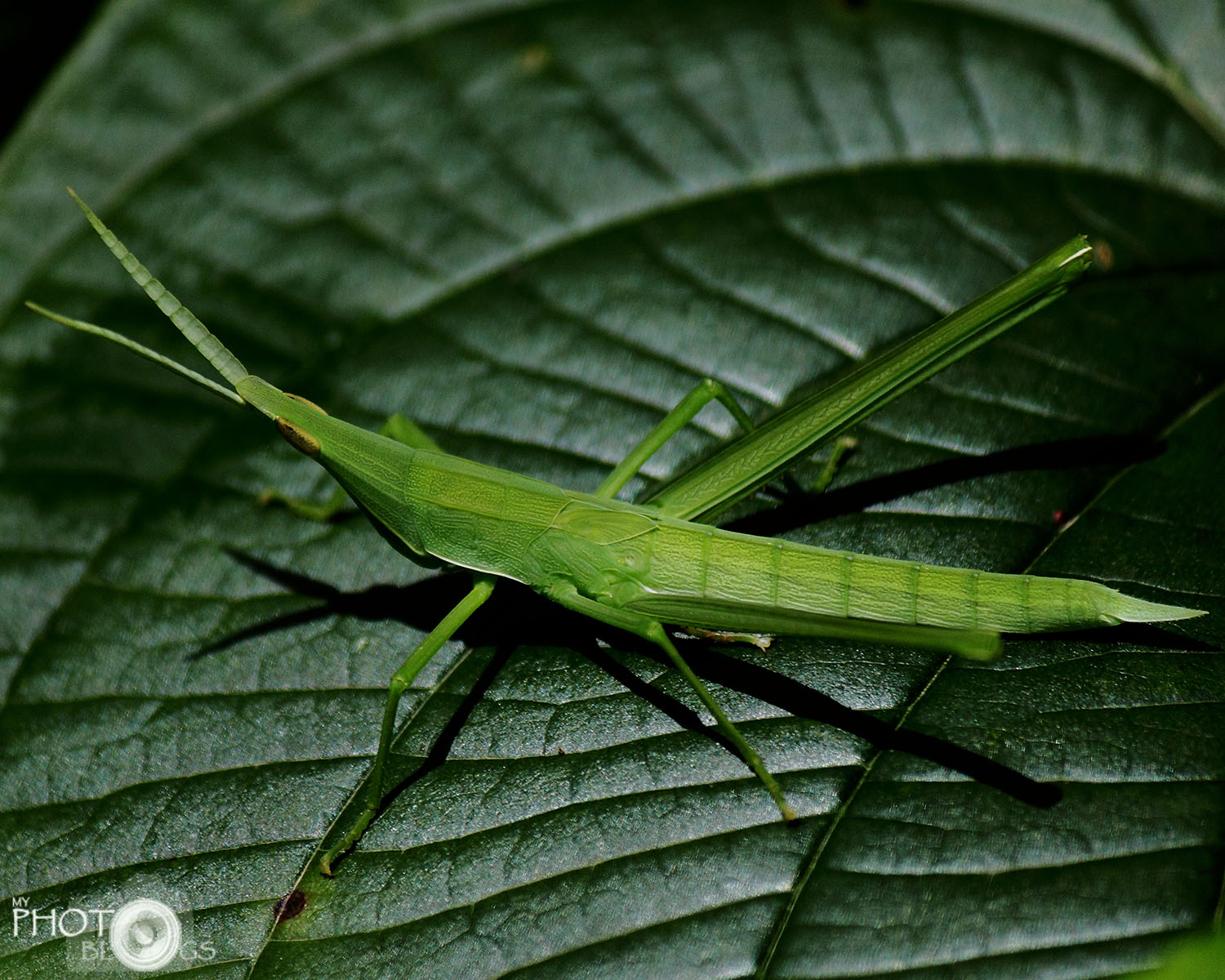 Giant Green Slantfaced Grasshopper