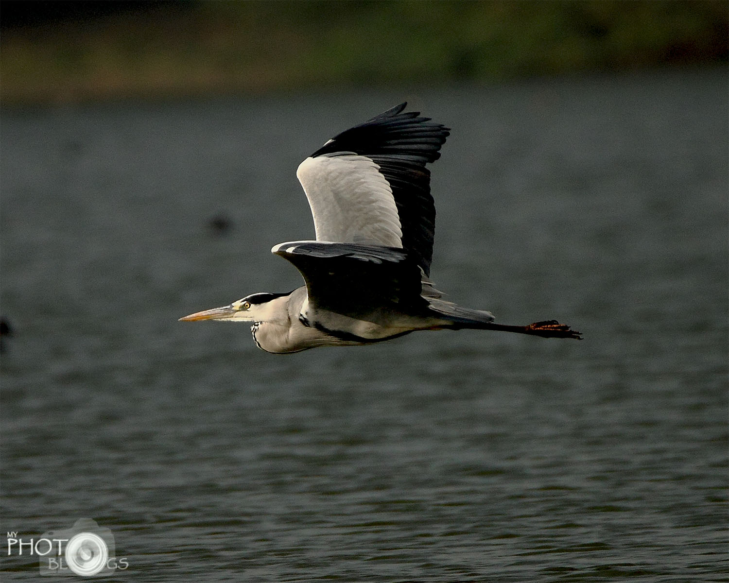 Grey Heron