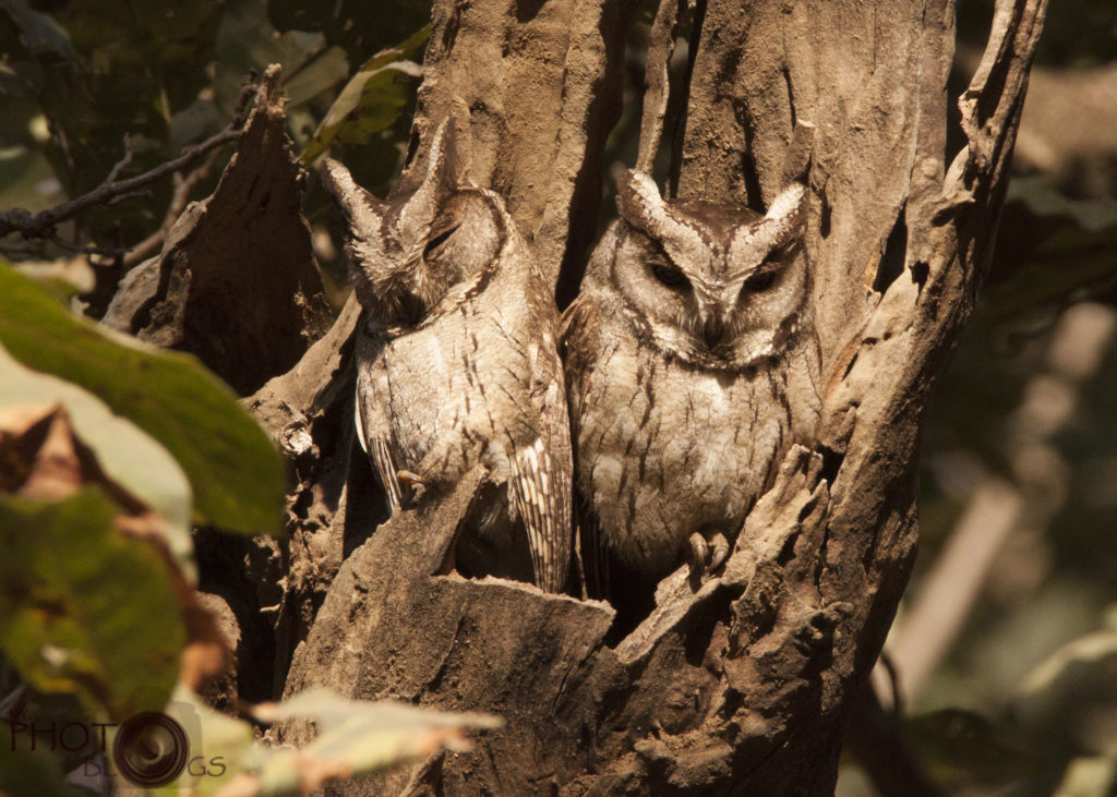 Indian Scops Owls