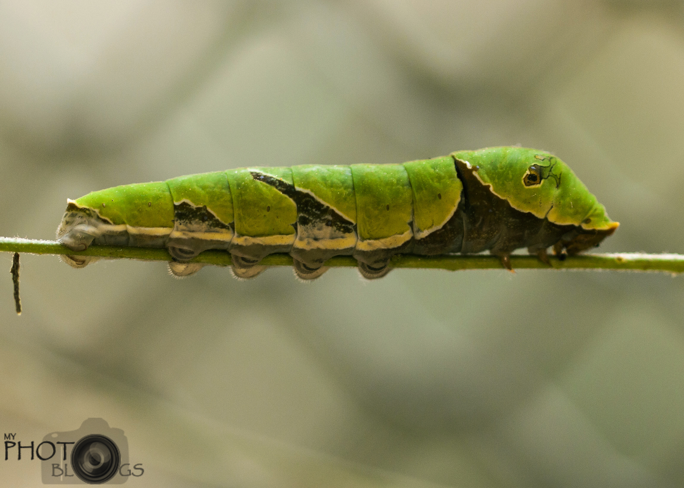 Later Instar stage of Indian Common Mormon Butterfly