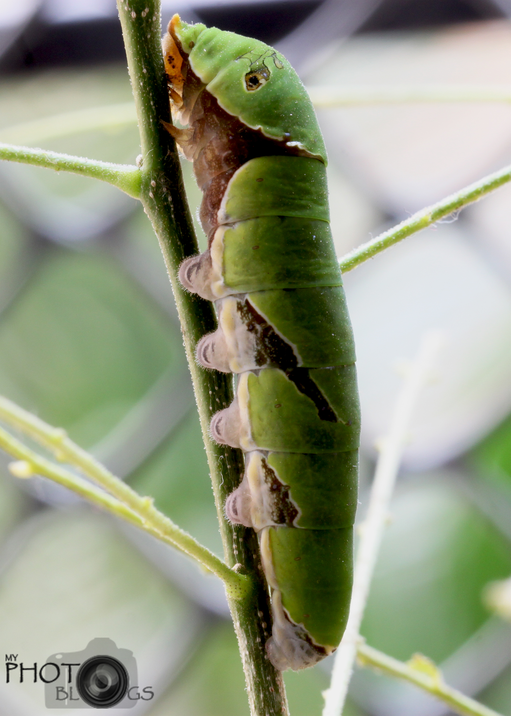 Later Instar stage of Indian Common Mormon Butterfly