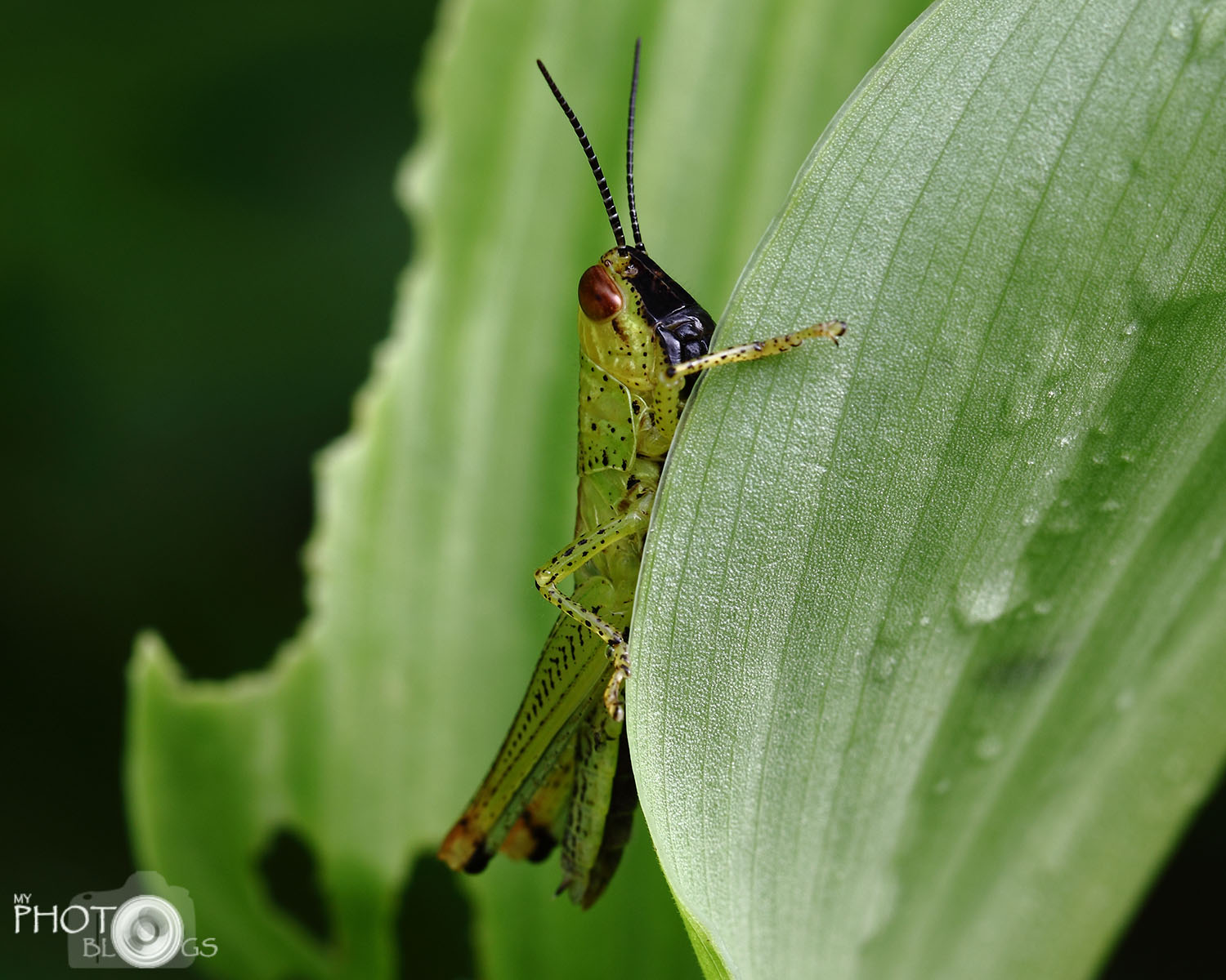 Meadow Grasshopper