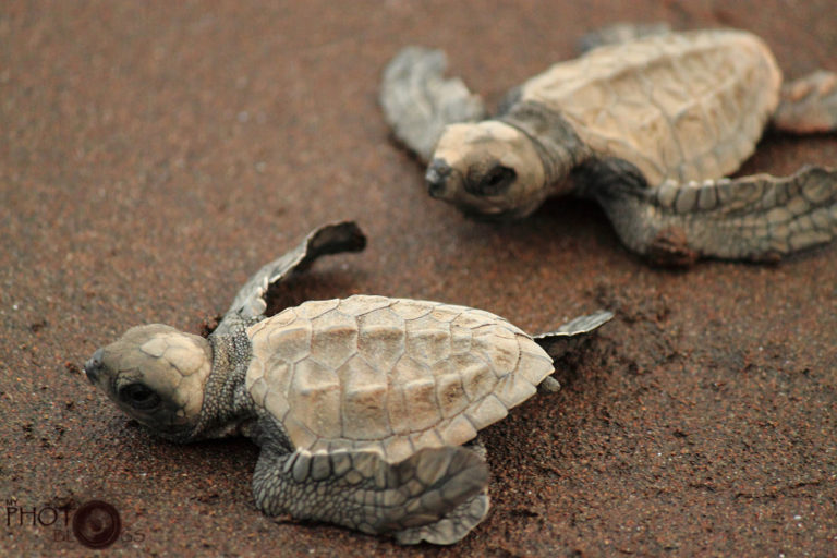 The Olive Ridley Turtles of Velas