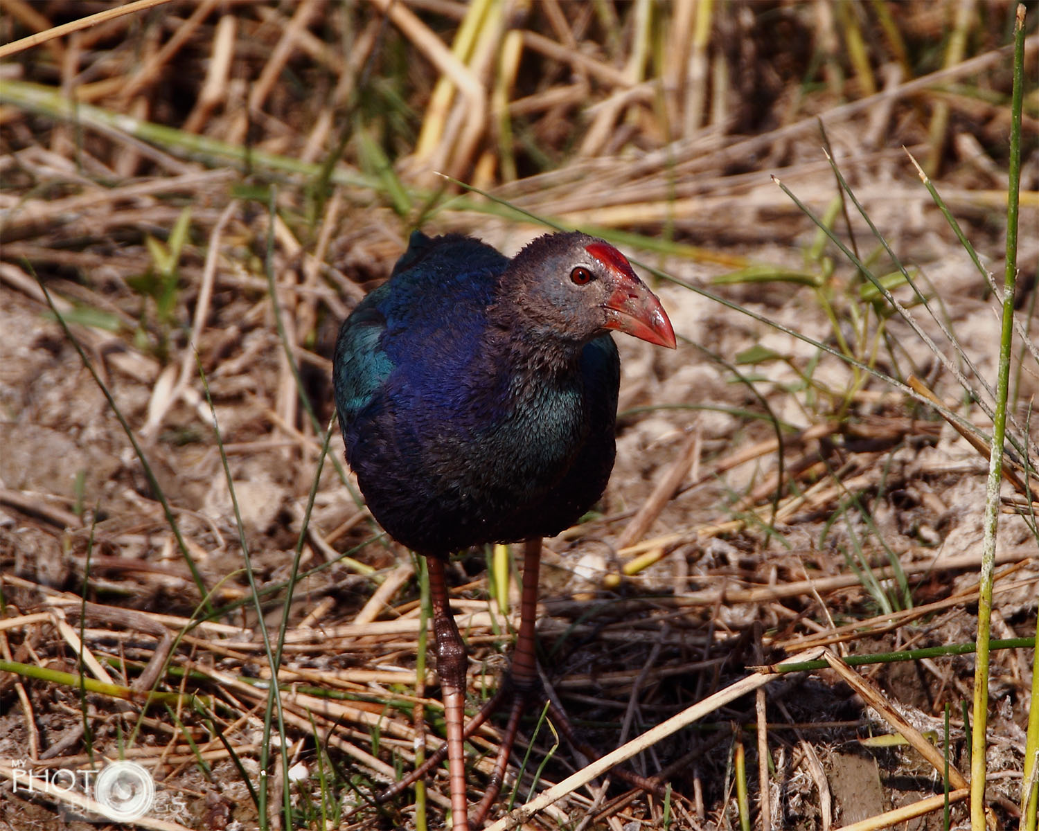 Purple Swamphen