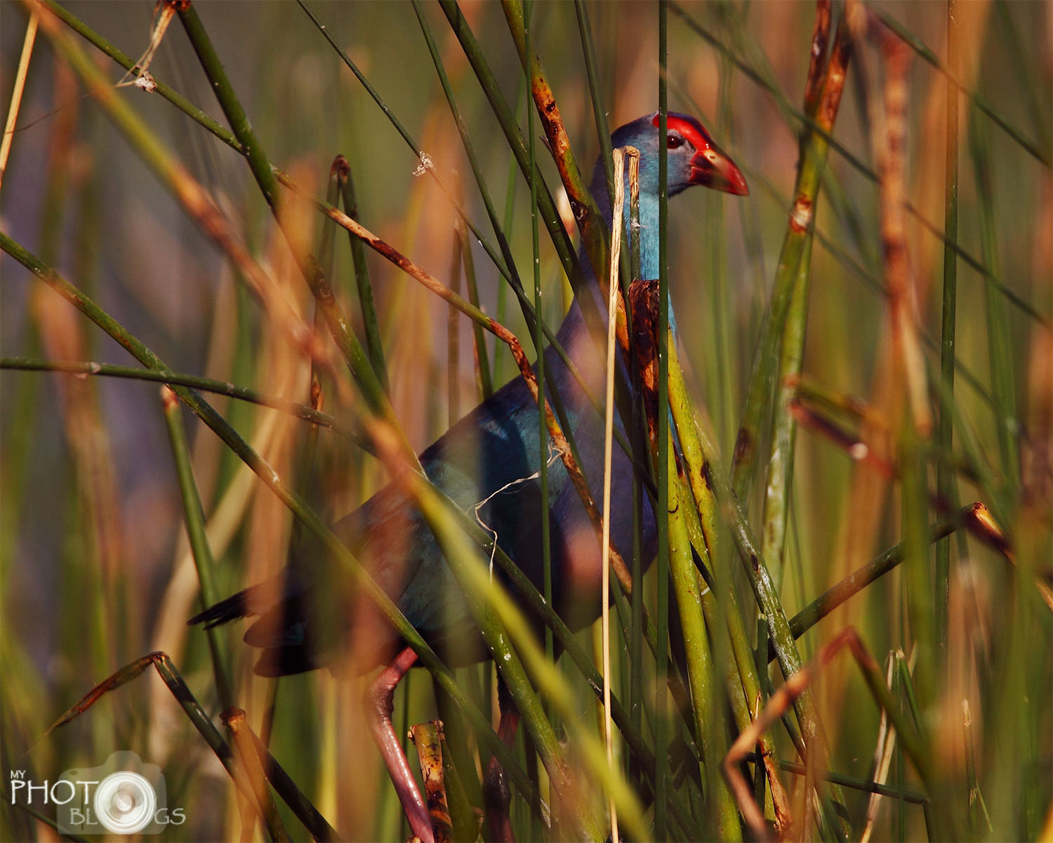 Purple Swamphen