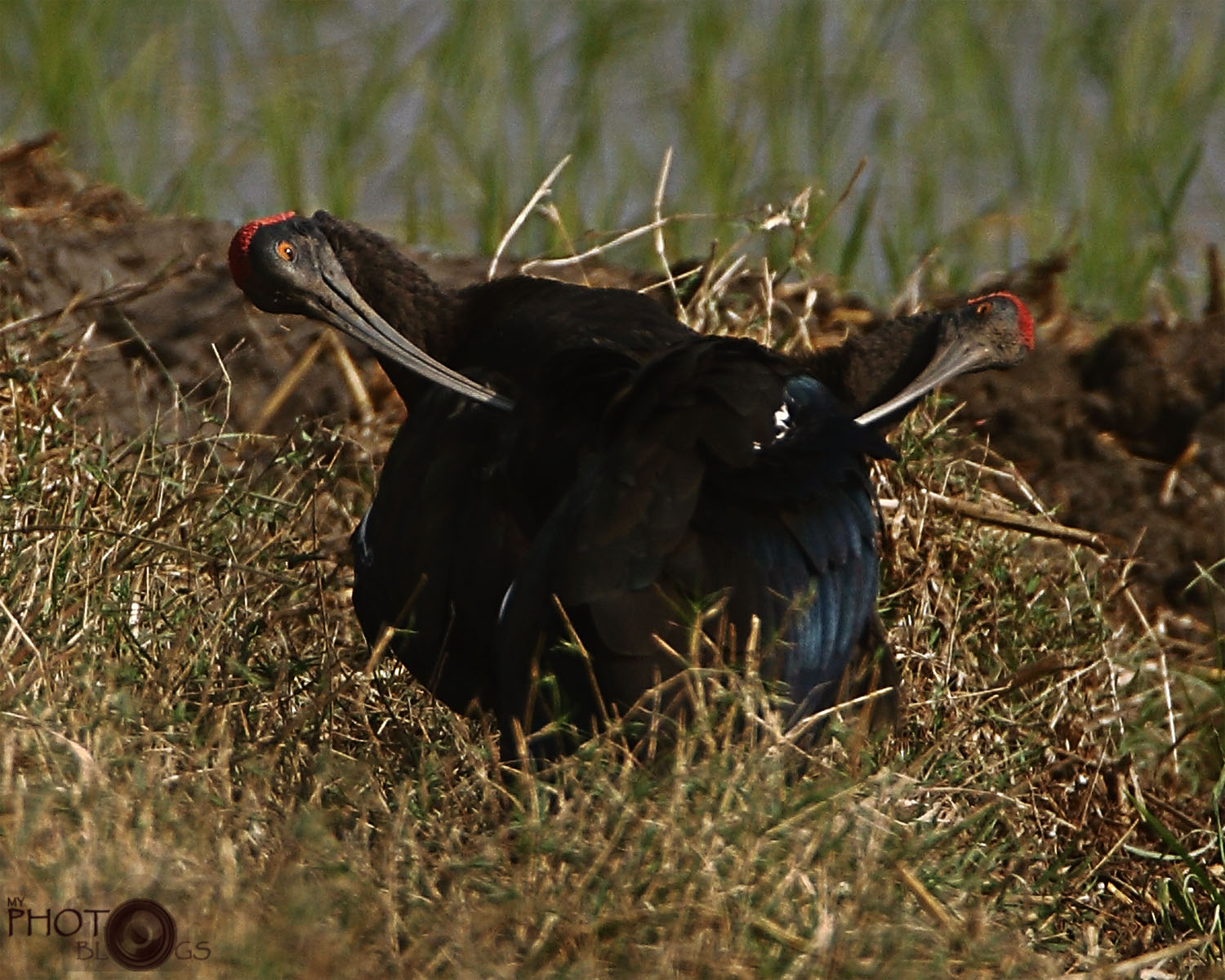 Red-naped Ibis