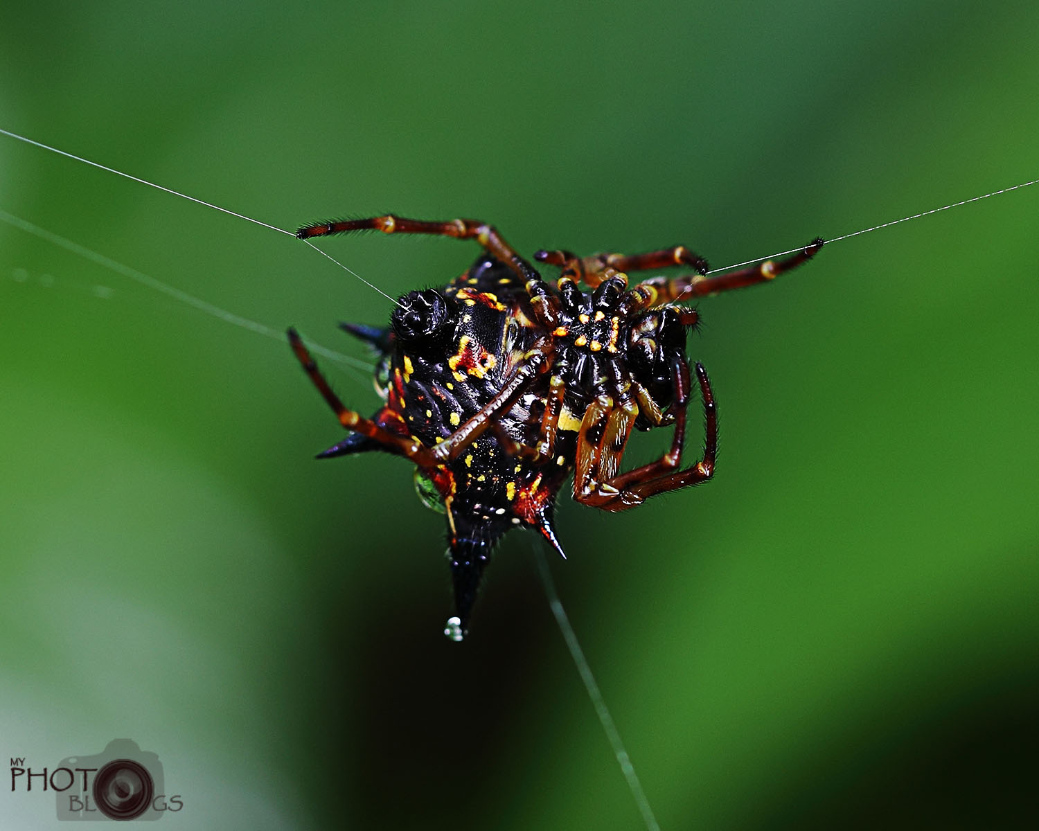 Spine Orb Spider