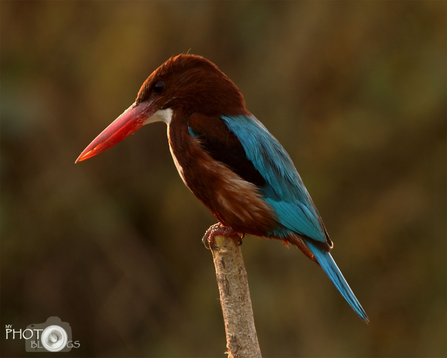 White-throated Kingfisher