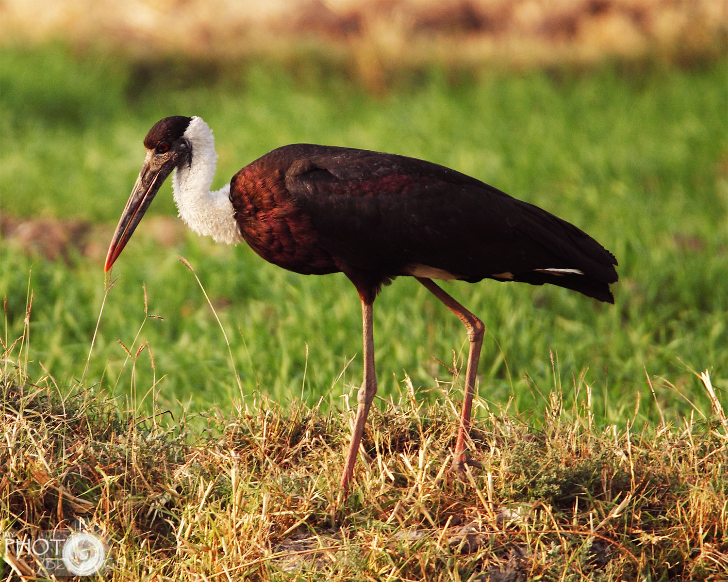 Wooly-necked Stork