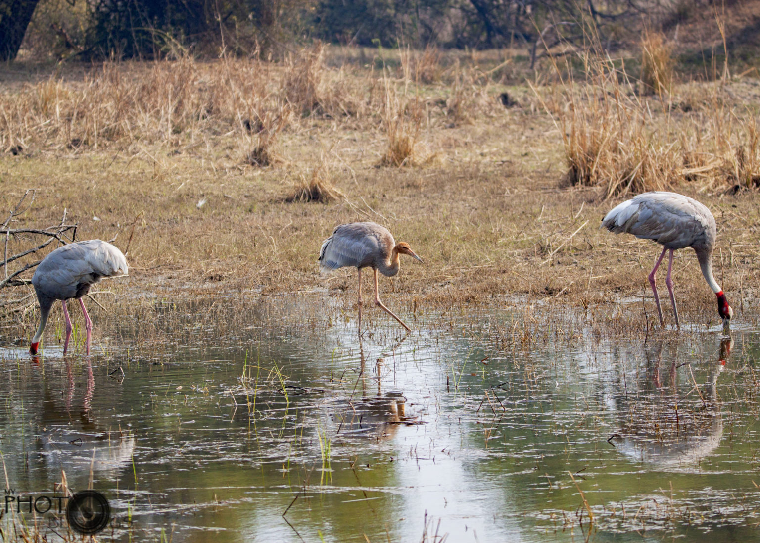 the-sarus-crane-birding-in-india-my-photo-blogs