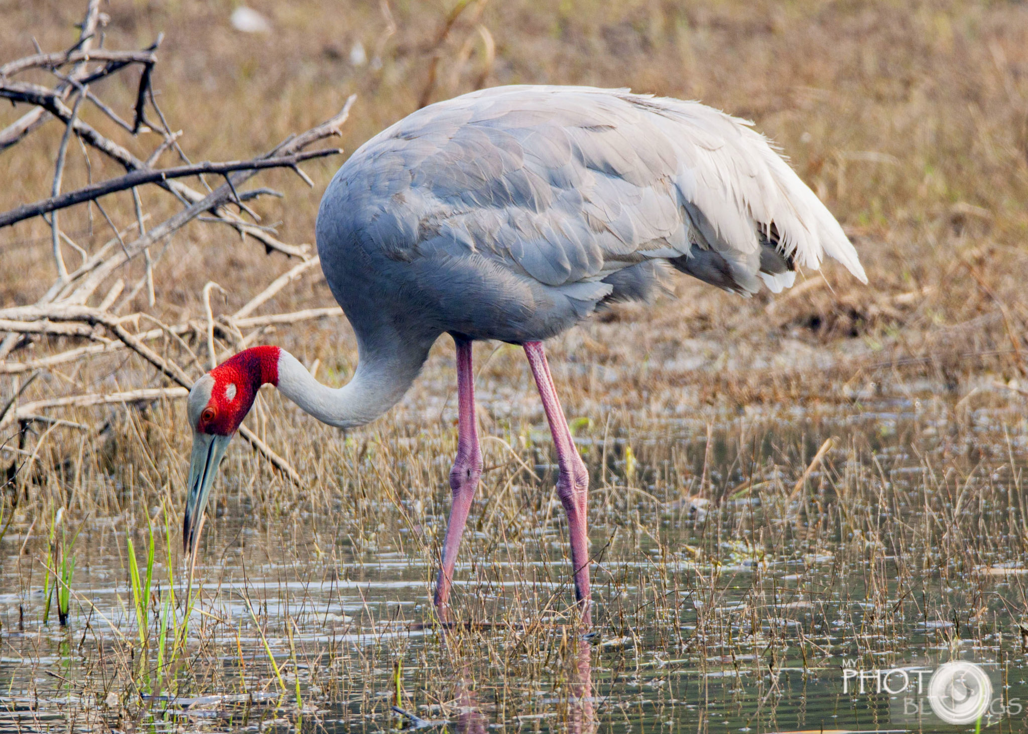 The Sarus Crane - Birding in India - My Photo Blogs