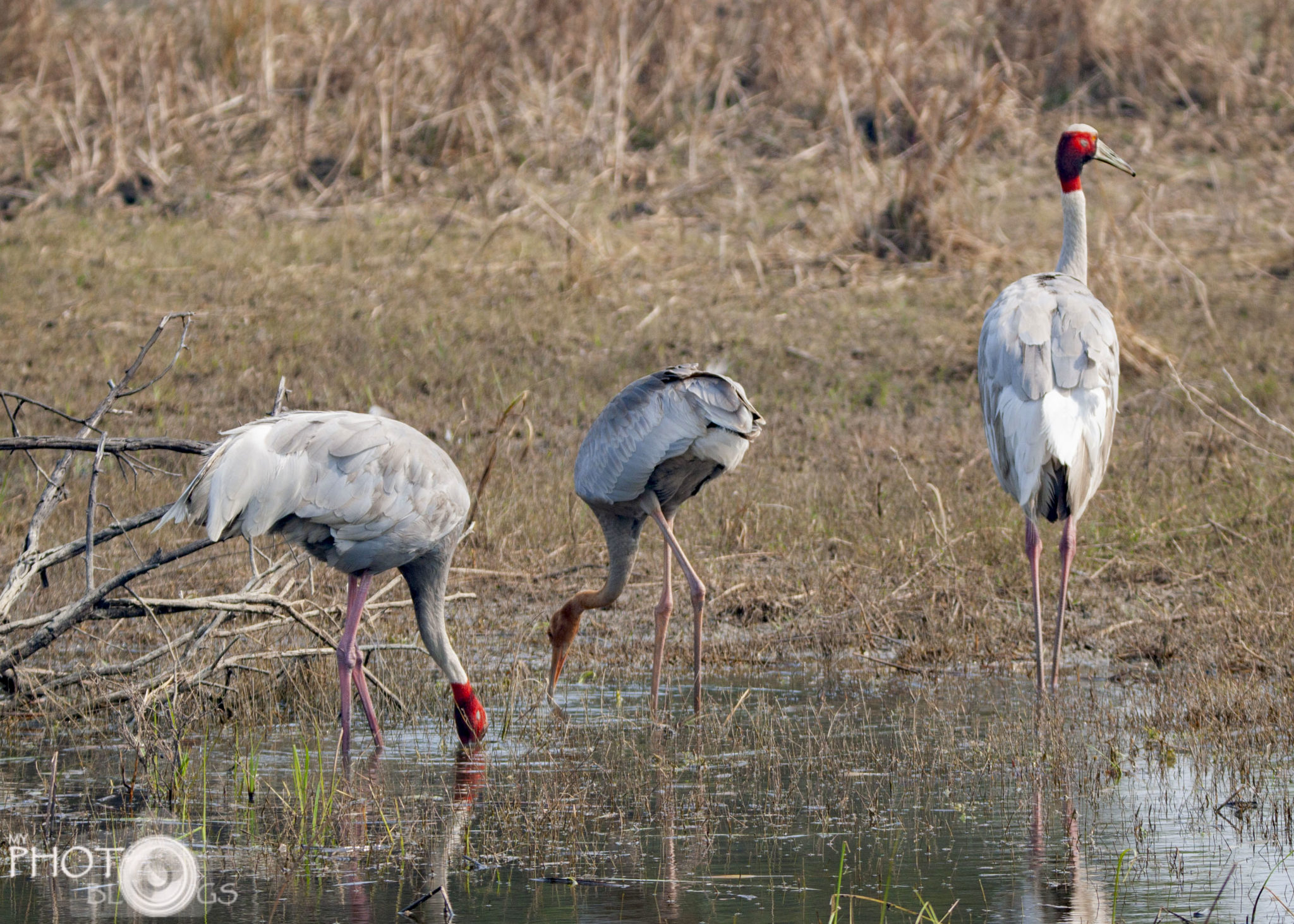 The Sarus Crane - Birding in India - My Photo Blogs