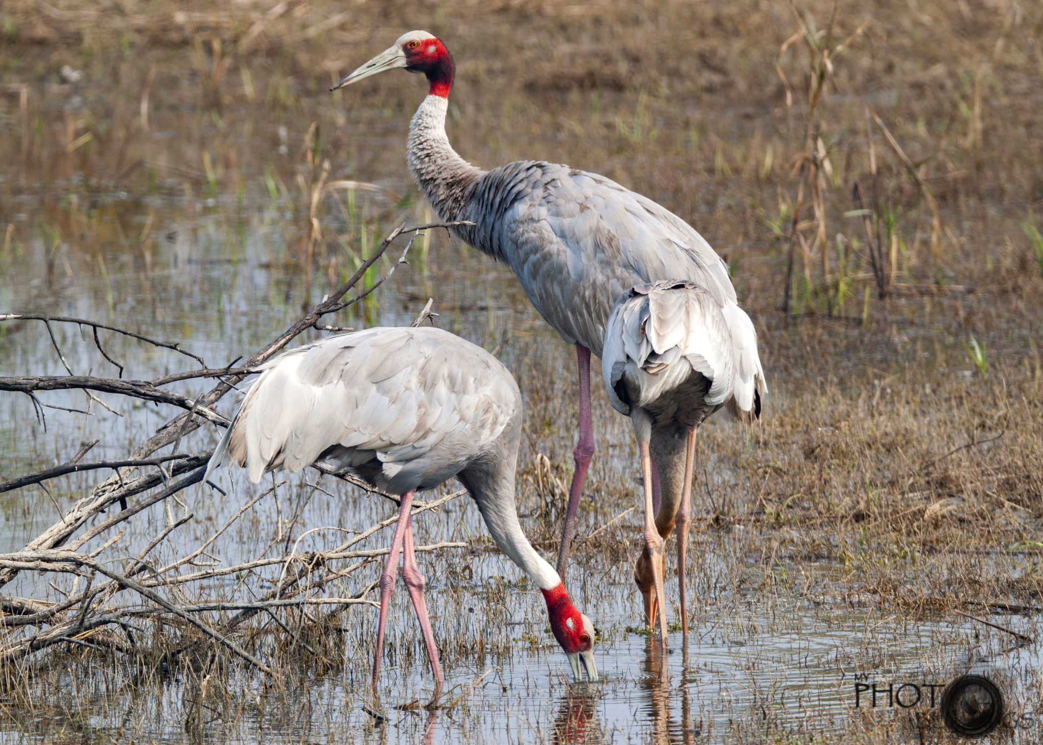 The Sarus Crane - Birding in India - My Photo Blogs