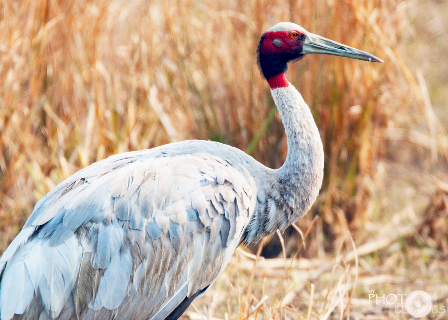 the-sarus-crane-birding-in-india-my-photo-blogs